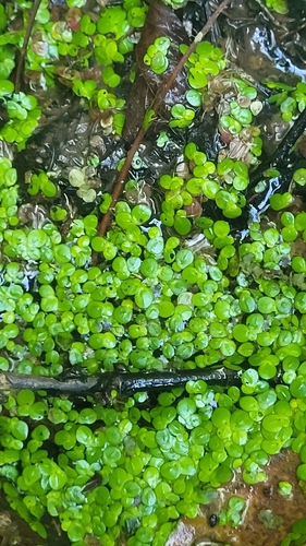 Lemna minor, photograph 4