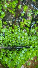 Lemna minor, photograph author not stated, no rights reserved