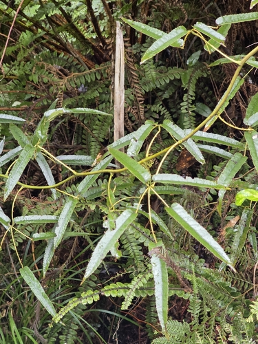 Rubus cissoides, photograph 4