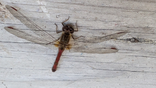 Autumn Meadowhawk