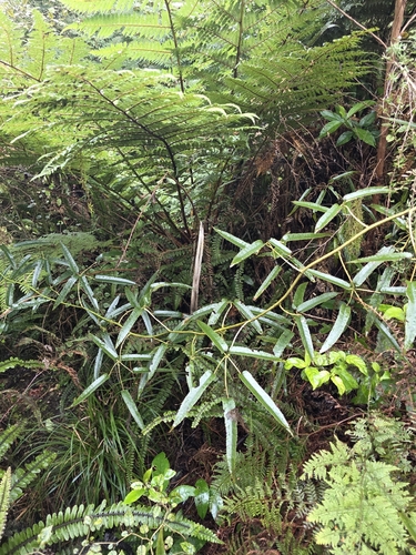 Rubus cissoides, photograph 5