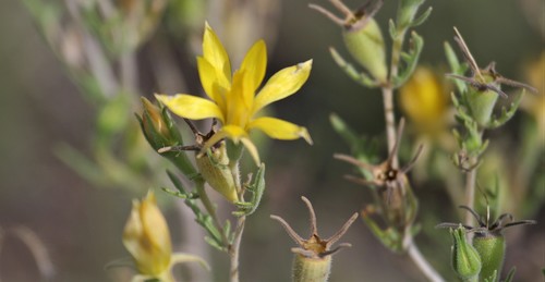 Holmgren's Stickleaf (Mentzelia holmgreniorum)