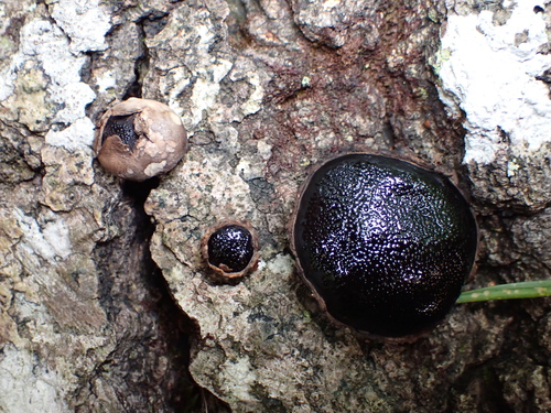 Dog's nose fungus