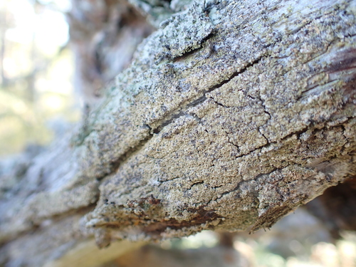 Common Clam Lichen