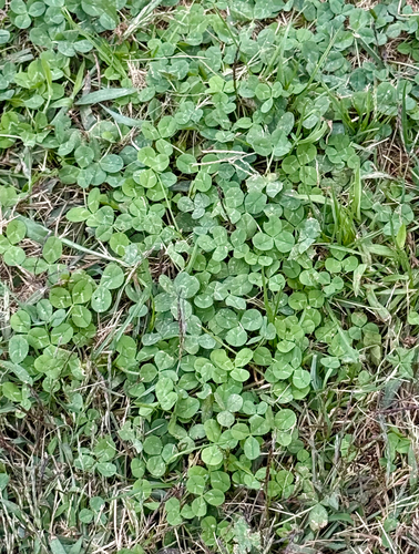 white clover