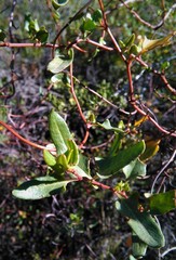 Muehlenbeckia hastulata