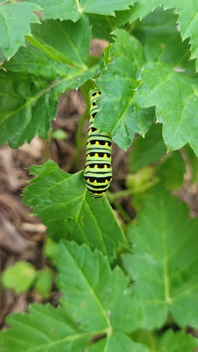 Eastern Black Swallowtail