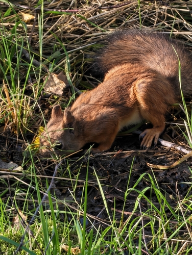 Eurasian Red Squirrel