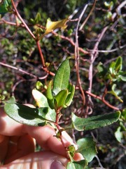 Muehlenbeckia hastulata