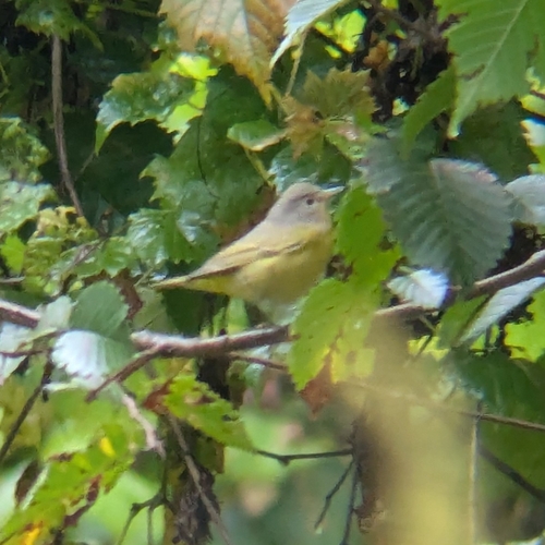 Nashville Warbler