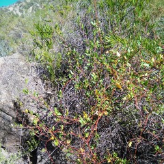 Muehlenbeckia hastulata