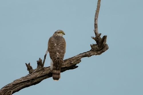 Eurasian Sparrowhawk