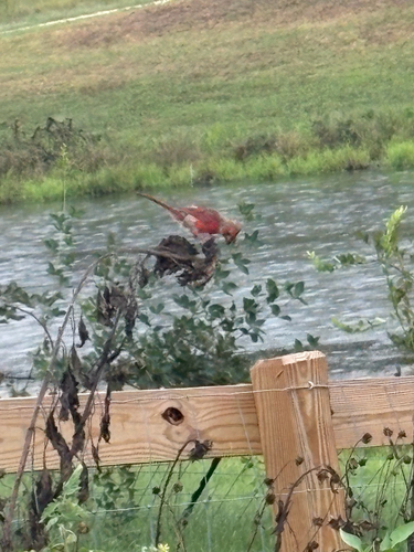 Northern Cardinal