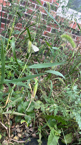 Small White