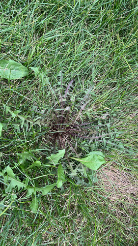 dandelions