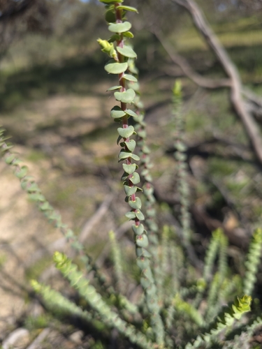 Styphelia cordifolia observed 2026-09-19