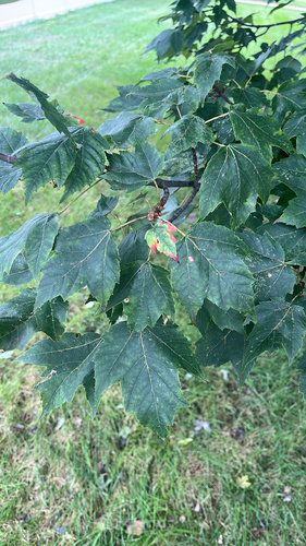 red maple