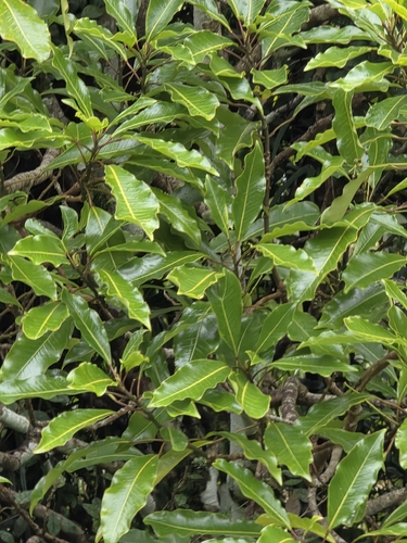 Raukaua edgerleyi, photograph 2