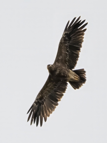 Lesser Spotted Eagle