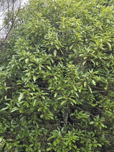 Raukaua edgerleyi, photograph 4