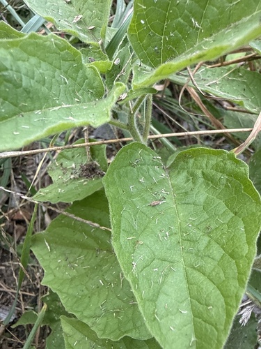 clammy groundcherry