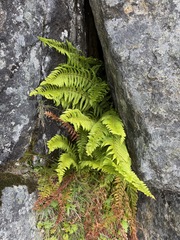 Polystichum andersonii