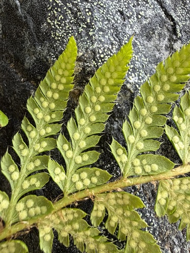 Polystichum andersonii, photograph 3