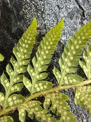 Polystichum andersonii, photograph (c) Matt Berger, some rights reserved (CC BY)