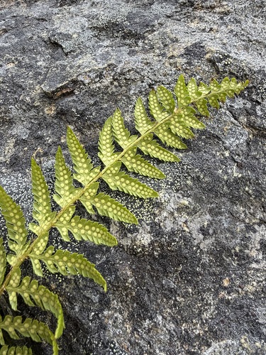 Polystichum andersonii, photograph 2