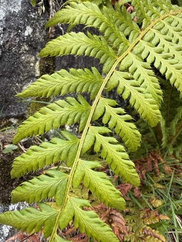 Polystichum andersonii, photograph 4