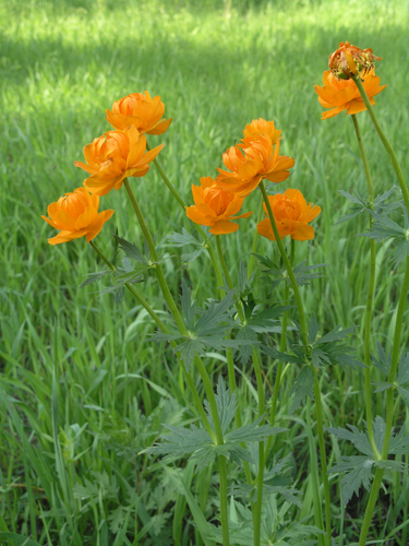 Trollius asiaticus (Trollius asiaticus)