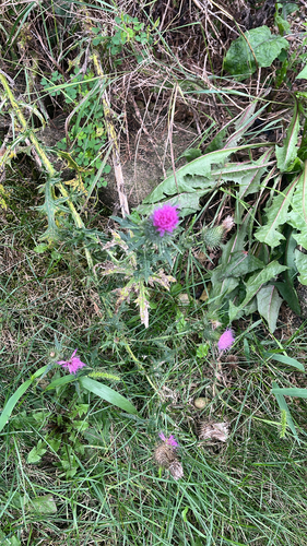 Bull Thistle