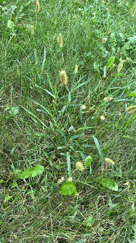 yellow foxtail