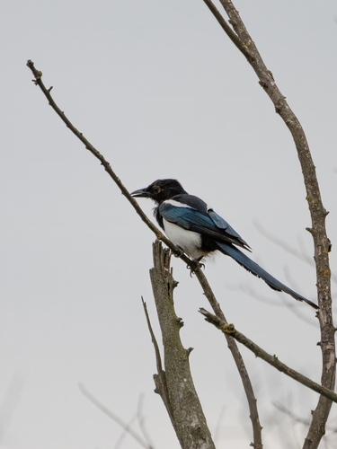 Eurasian Magpie