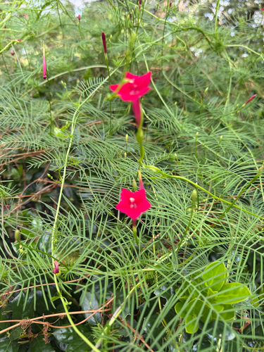 Cypress Vine