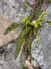 Polystichum lonchitis, photograph (c) Matt Berger, some rights reserved (CC BY)