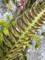 Polystichum lonchitis, photograph (c) Matt Berger, some rights reserved (CC BY)