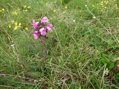 Pedicularis gyroflexa