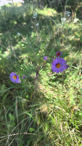 New England aster