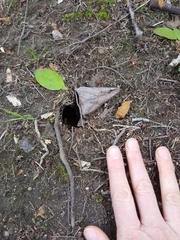 Tamias striatus