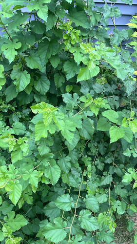 white mulberry