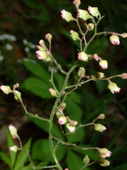 Heuchera longiflora