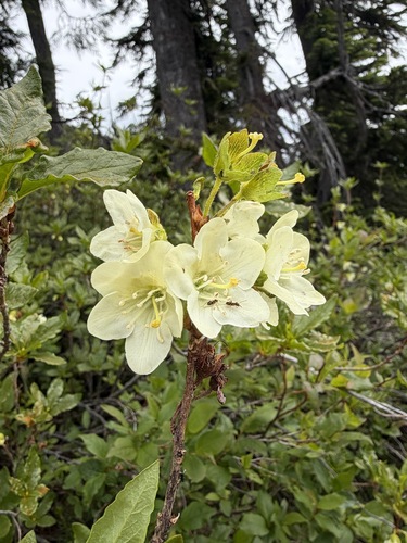 Rhododendron albiflorum, photograph 3