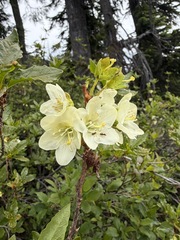 (c) Matt Berger, some rights reserved (CC BY) Rhododendron albiflorum, photograph (c) Matt Berger, some rights reserved (CC BY)