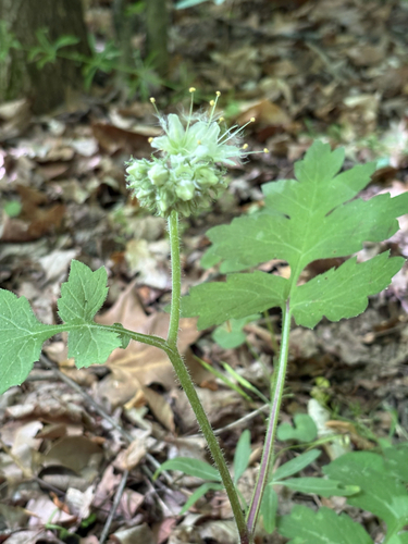 Hydrophyllum macrophyllum, photograph 1