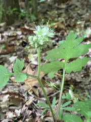 Hydrophyllum macrophyllum