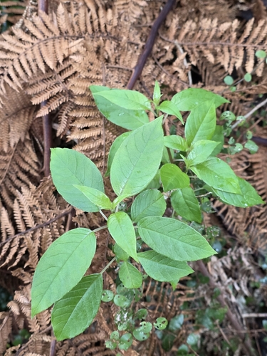 Fuchsia excorticata, photograph 2