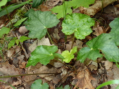 Heuchera longiflora
