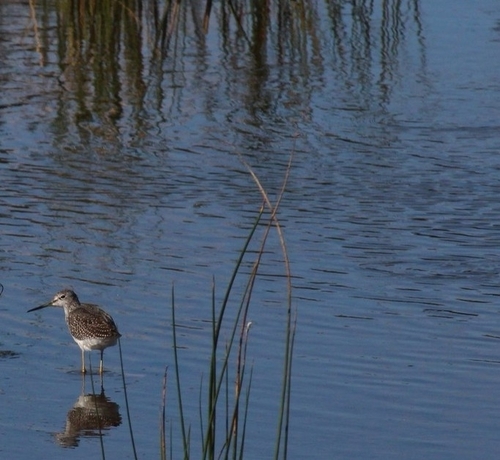 Greater Yellowlegs