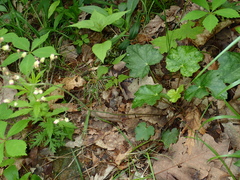 Heuchera longiflora